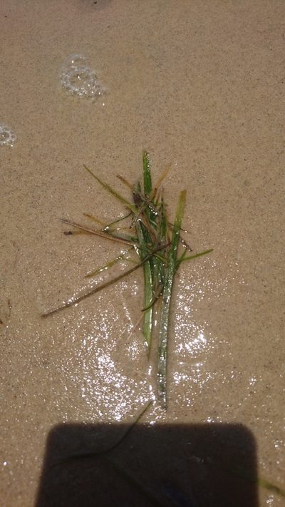 Zostera capricorni, photographed by Tim
