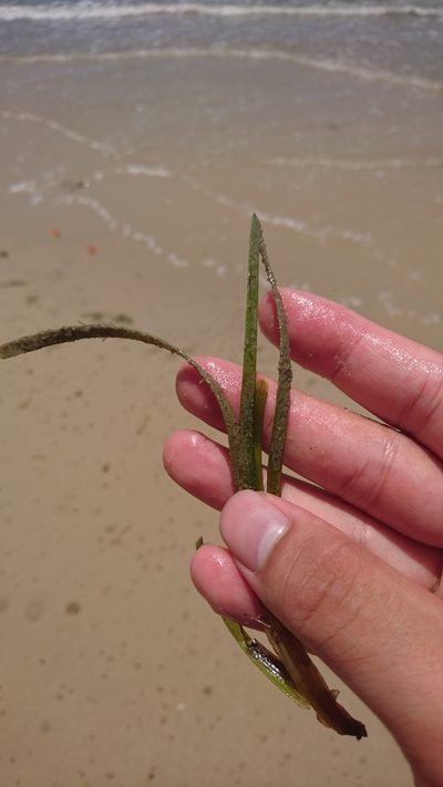 Zostera capricorni, photographed by Tim