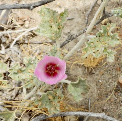 Sphaeralcea mendocina, photographed by desertnaturalist