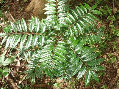 Zanthoxylum caribaeum, photographed by Don Loarie