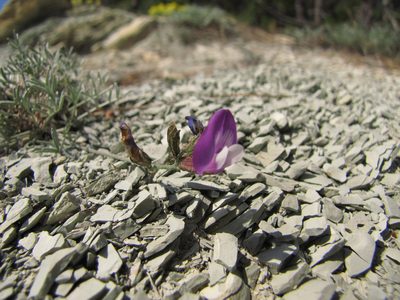 Astragalus subuliformis, photographed by Сергей Крыленко