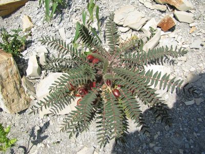 Astragalus utriger, photographed by Сергей Крыленко
