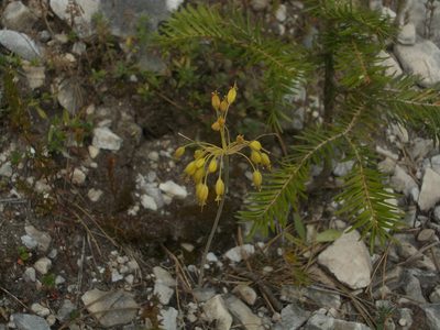 Allium flavum, photographed by Dmitriy Bochkov