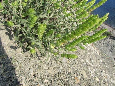 Sideritis euxina, photographed by Сергей Крыленко