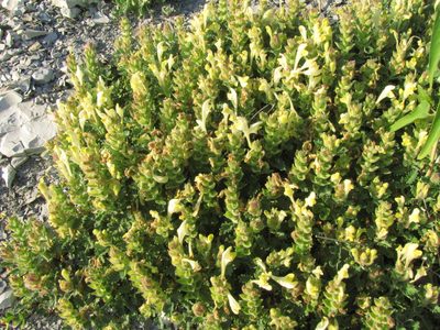 Scutellaria novorossica, photographed by Сергей Крыленко