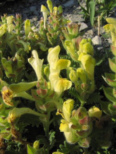 Scutellaria novorossica, photographed by Сергей Крыленко