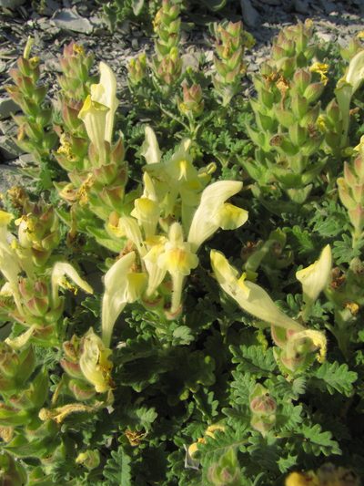 Scutellaria novorossica, photographed by Сергей Крыленко