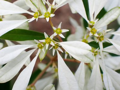 Euphorbia leucocephala, photographed by Don Loarie