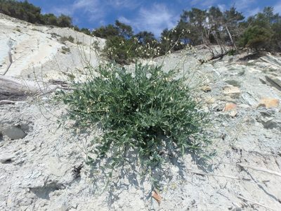 Silene crispata, photographed by Сергей Крыленко