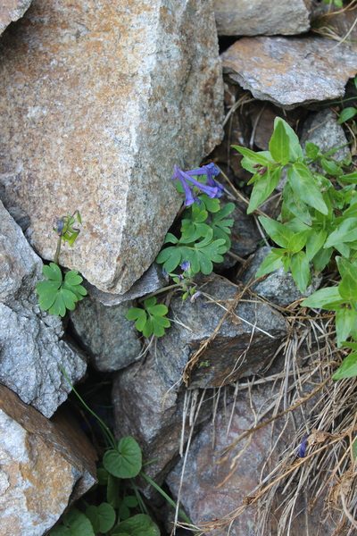 Corydalis emanueli, photographed by Dmitriy Bochkov