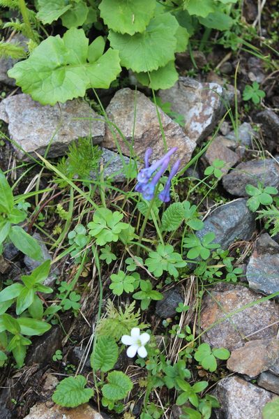 Corydalis emanueli, photographed by Dmitriy Bochkov
