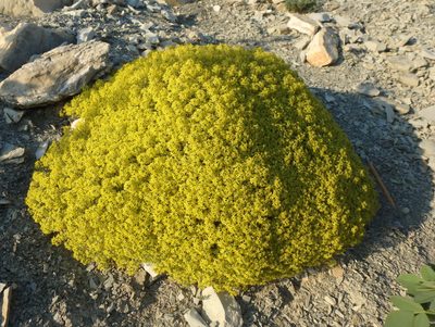 Odontarrhena obtusifolia, photographed by Сергей Крыленко