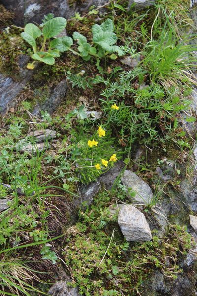 Draba scabra, photographed by Dmitriy Bochkov