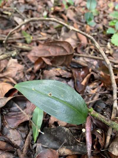 Eltroplectris calcarata, photographed by Brandon Corder