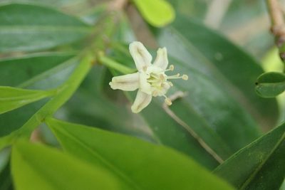 Erythroxylum emarginatum, photographed by Robert Taylor
