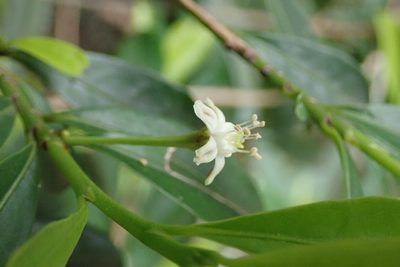 Erythroxylum emarginatum, photographed by Robert Taylor