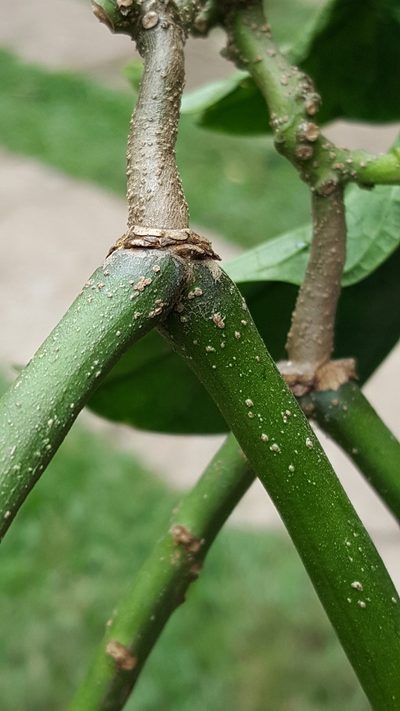Prestonia portobellensis, photographed by Leonardo O. Alvarado Cárdenas