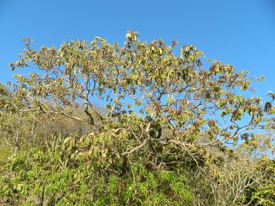 Terminalia macrostachya, photographed by Louis Imbeau
