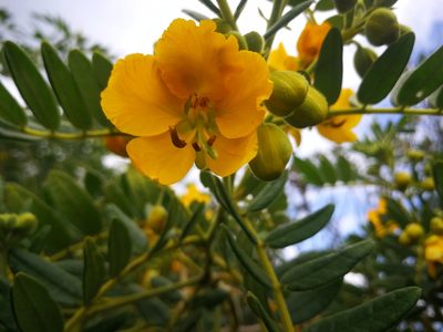 Senna multiglandulosa, photographed by sandy-espinozaf