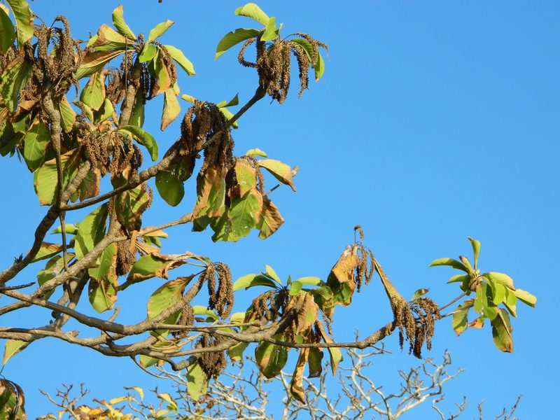Terminalia macrostachya, photographed by Louis Imbeau
