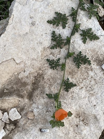Sphaeralcea pedatifida, photographed by Scott Holt