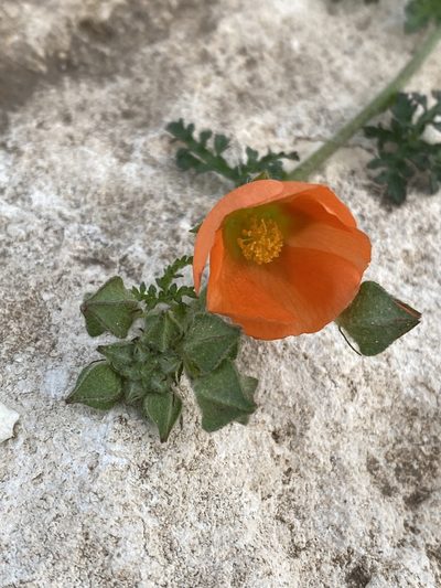 Sphaeralcea pedatifida, photographed by Scott Holt