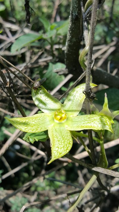 Gonolobus erianthus, photographed by Leonardo O. Alvarado Cárdenas