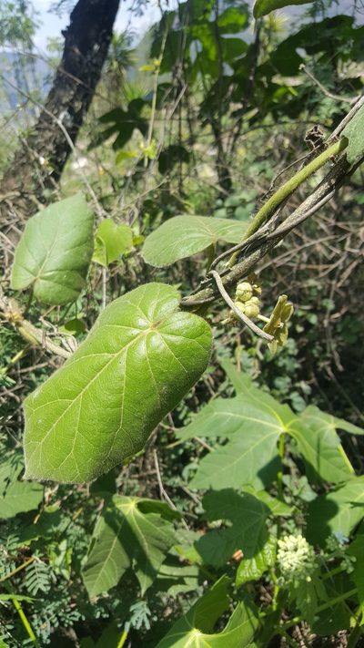 Tutunakanthus velutinus, photographed by Leonardo O. Alvarado Cárdenas