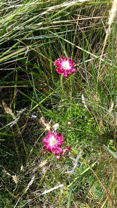 Leucheria purpurea, photographed by Tabaré Barreto