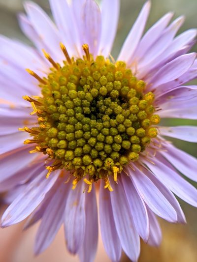 Erigeron blochmaniae, photographed by Alex Heyman