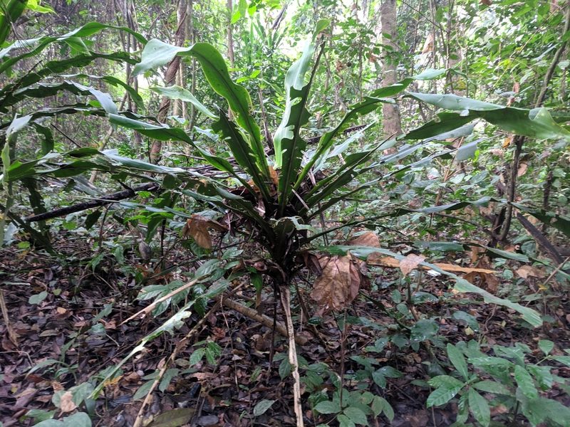 Dracaena arborea, photographed by Elliot Kulakow