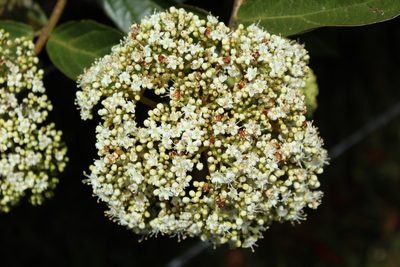 Viburnum triphyllum, photographed by Andrés Ramírez-Barrera