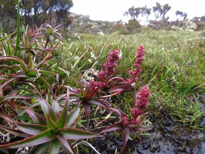 Richea gunnii, photographed by Cowirrie