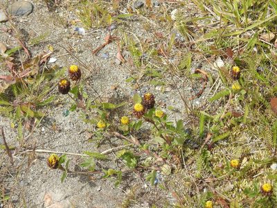 Trifolium spadiceum, photographed by María Regina Silva