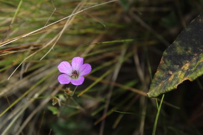 Geranium santanderiense, photographed by Andrés Ramírez-Barrera