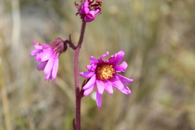 Senecio wedglacialis, photographed by Andrés Ramírez-Barrera
