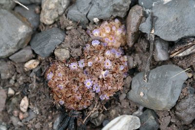 Lennoa madreporoides, photographed by Leonardo O. Alvarado Cárdenas