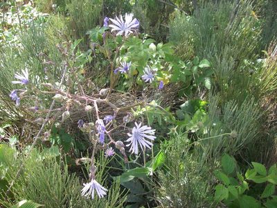 Lactuca plumieri, photographed by purperlibel