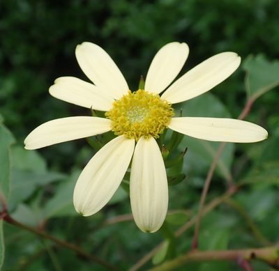 Senecio macroglossus, photographed by Robert Taylor
