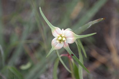 Euphorbia schiedeana, photographed by Leonardo O. Alvarado Cárdenas