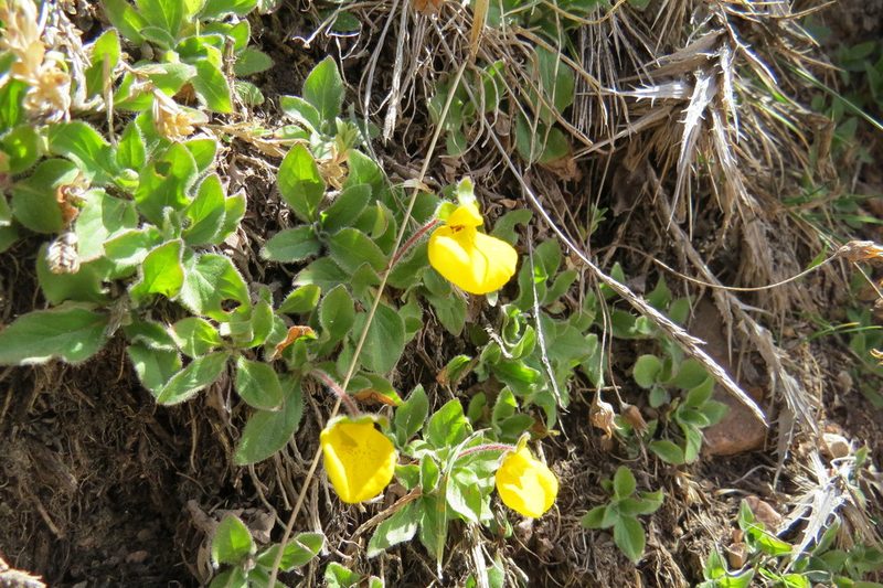 Calceolaria brunellifolia, photographed by Agustín Zarco
