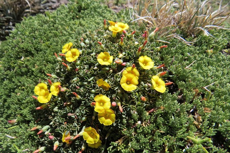 Oxalis cinerea, photographed by Agustín Zarco
