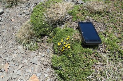 Oxalis cinerea, photographed by Agustín Zarco