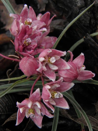 Asclepias circinalis, photographed by Leonardo O. Alvarado Cárdenas