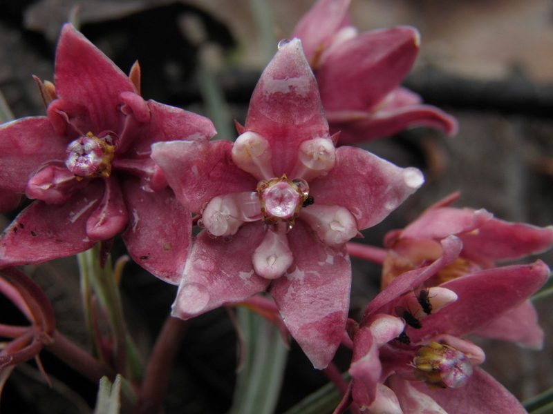 Asclepias circinalis, photographed by Leonardo O. Alvarado Cárdenas