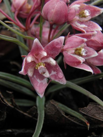 Asclepias circinalis, photographed by Leonardo O. Alvarado Cárdenas