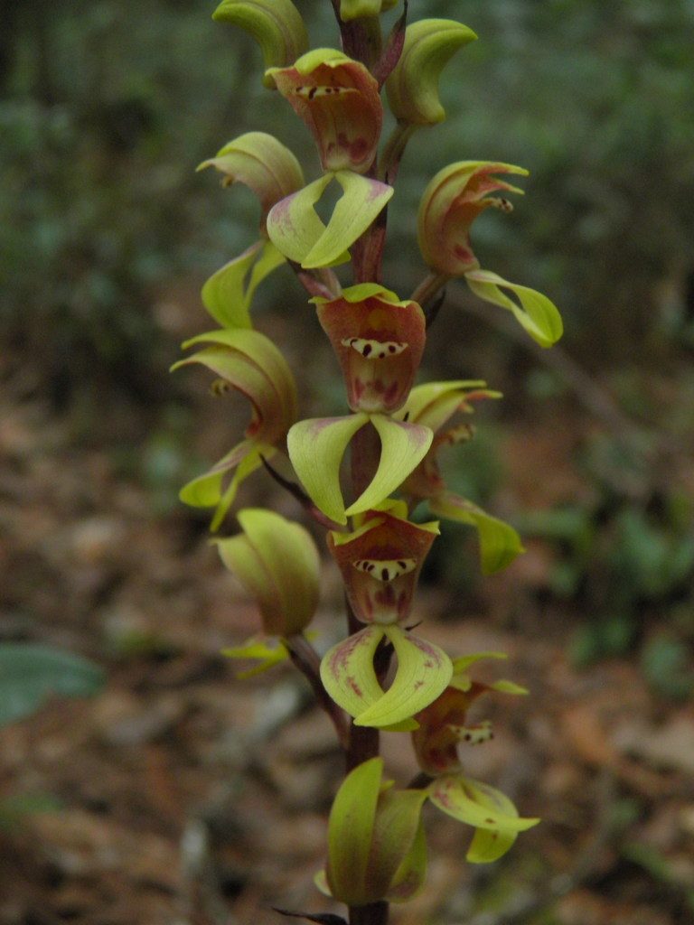 Govenia greenwoodii, photographed by Leonardo O. Alvarado Cárdenas