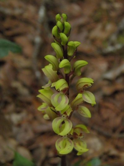 Govenia greenwoodii, photographed by Leonardo O. Alvarado Cárdenas