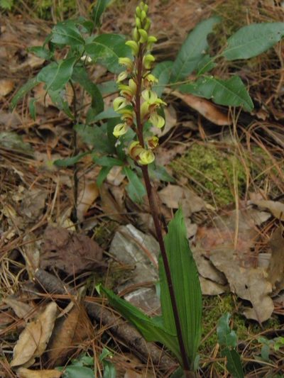 Govenia greenwoodii, photographed by Leonardo O. Alvarado Cárdenas