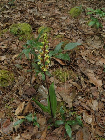 Govenia greenwoodii, photographed by Leonardo O. Alvarado Cárdenas